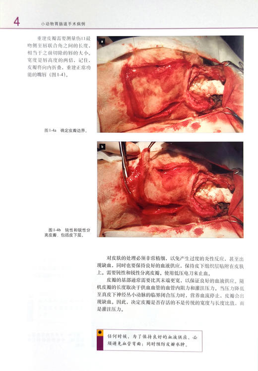 小动物胃肠道手术病例（世界兽医经典著作译丛▪小动物外科系列） 商品图3