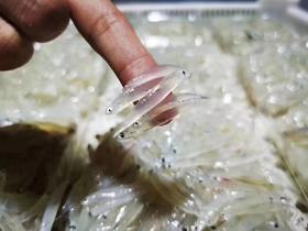 【顺丰/京东包邮】海银鱼海银鱼，体型很小，身长一般1-3cm，透明状，肉质细嫩无骨氨基酸含量高基地直邮