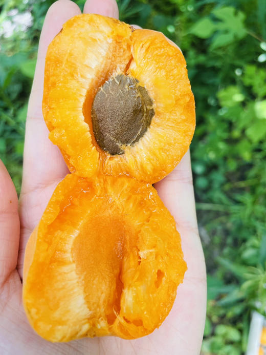 杏子500g 商品图0