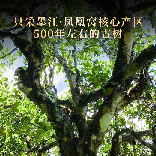 【墨江凤凰窝】独特的马汉清香让无数茶友为之向往，云南普洱茶茶饼生茶357克 商品图1