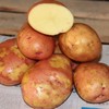 云南红皮小土豆 商品缩略图5