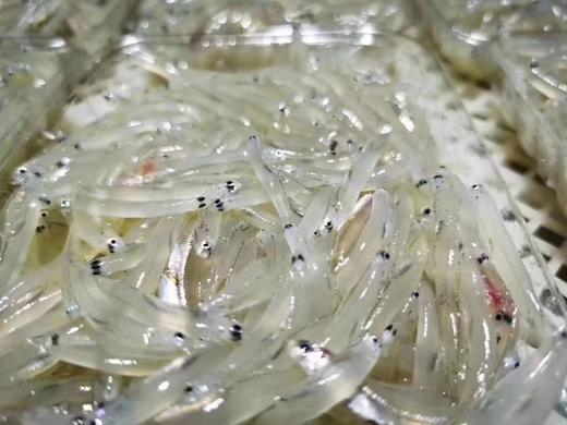 【顺丰/京东包邮】海银鱼海银鱼，体型很小，身长一般1-3cm，透明状，肉质细嫩无骨氨基酸含量高基地直邮 商品图1