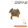 【鲜活】牛蛙 单只5两-7两左右 商品缩略图0