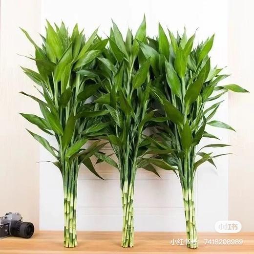 叶材 | 富贵竹 商品图0