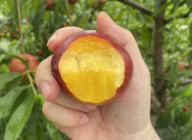 2025 郧阳青曲黄心油桃