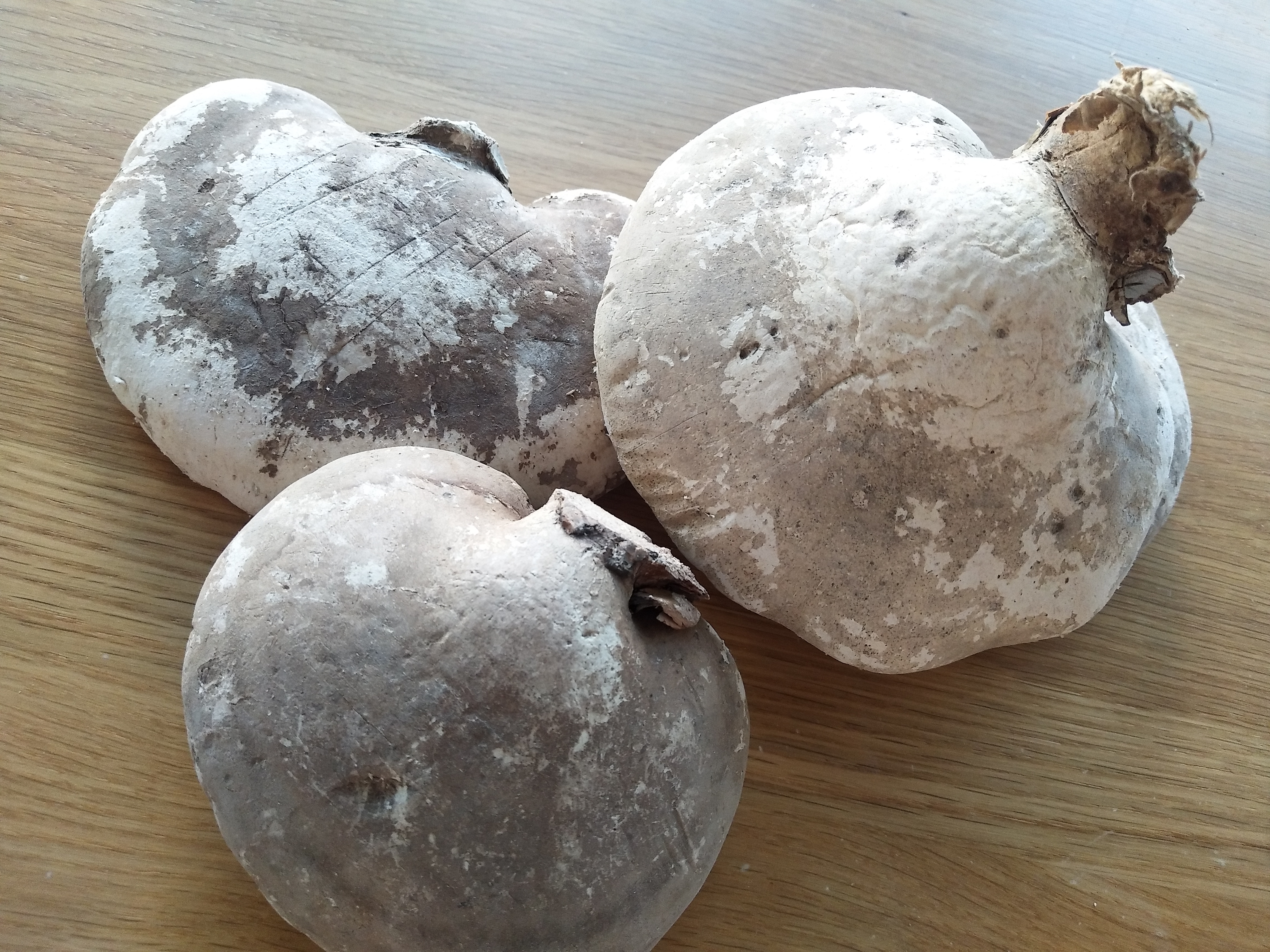 白灵芝100克 初级农产品 烟台仓发货