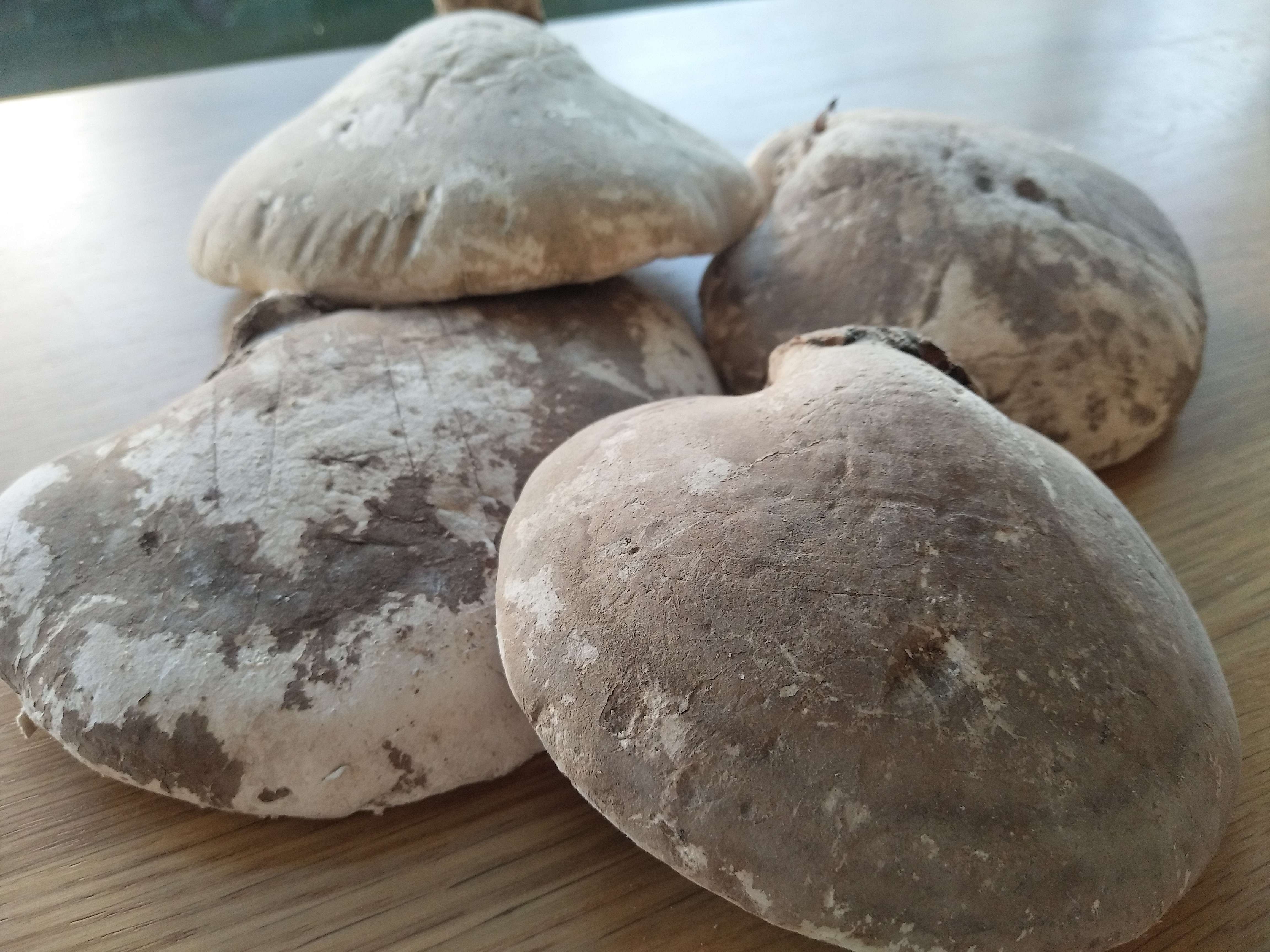 白灵芝100克 初级农产品 烟台仓发货