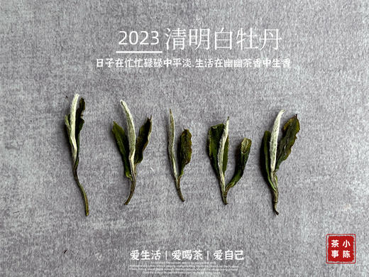 2023清明白牡丹，兰花香落水，汤水敦厚、润泽，一杯回到杏花春雨的江南 商品图3