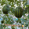 庞各庄冰糖小西瓜 商品缩略图7