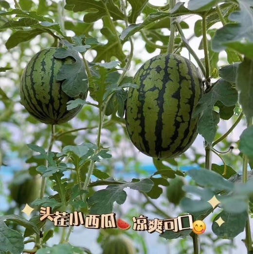 庞各庄冰糖小西瓜 商品图7