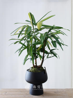 花叶棕竹