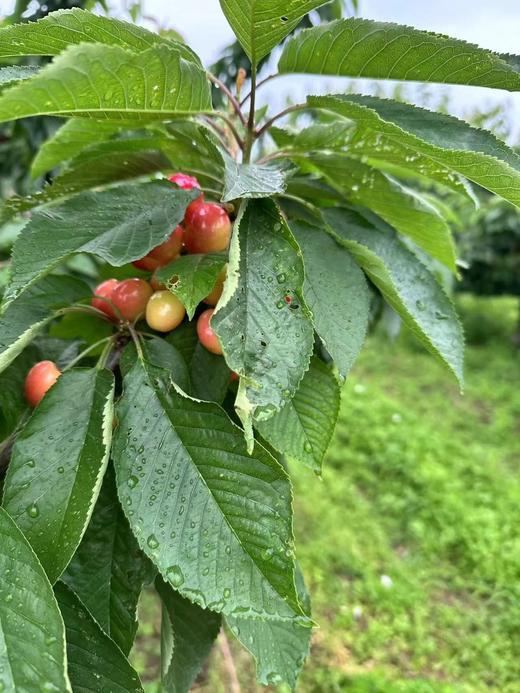 中华小樱桃4斤／份 商品图5