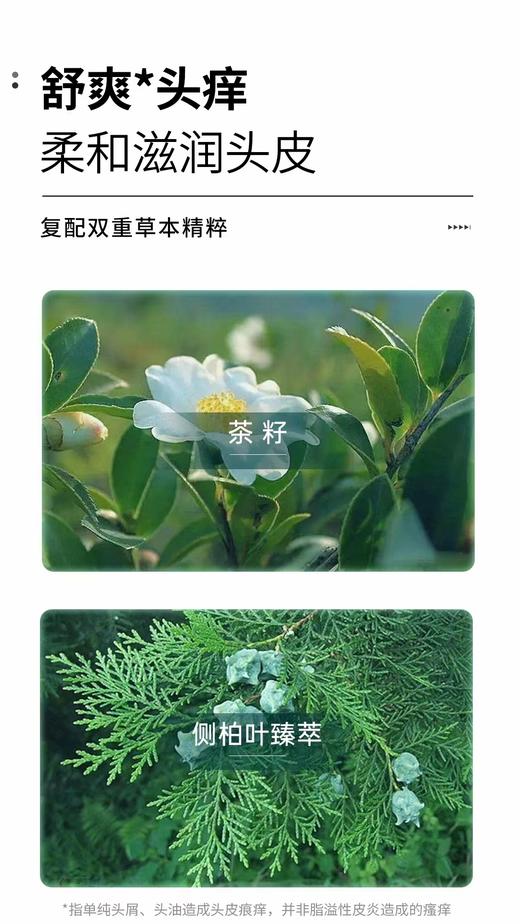 澳雪小黄姜控油去屑洗发水 商品图13