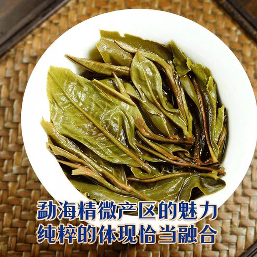 2023头春茶吉顺号普洱茶生茶云南七子饼蓝票帕莎犀牛塘古树茶357克 商品图6