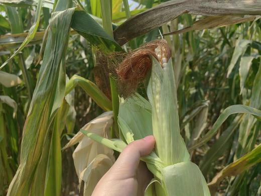 【新品】天沐农蜜拇指小玉米1000g/箱(20根左右） 商品图2