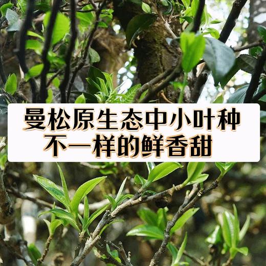 2024头春茶吉顺号黑票曼松普洱茶生茶饼357克 商品图1