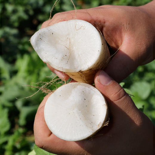 农家种植新鲜白萝卜 水份多 不发糠  新鲜蔬菜  萝卜 1.5斤 商品图1