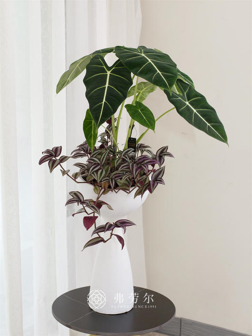 绿天鹅绒 商品图0