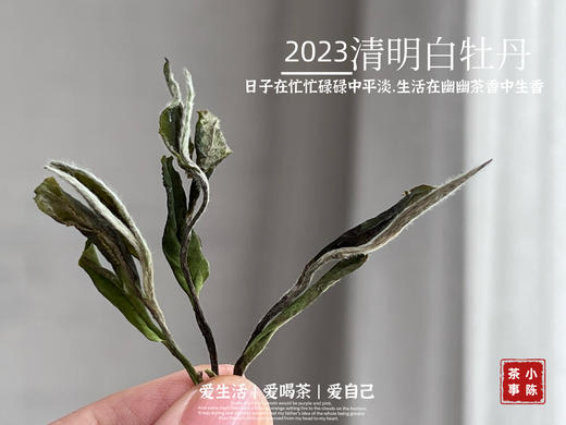2023清明白牡丹，兰花香落水，汤水敦厚、润泽，一杯回到杏花春雨的江南 商品图4