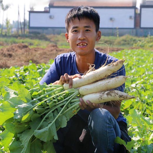 农家种植新鲜白萝卜 水份多 不发糠  新鲜蔬菜  萝卜 1.5斤 商品图3