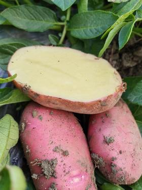 【新品】云南红皮土豆