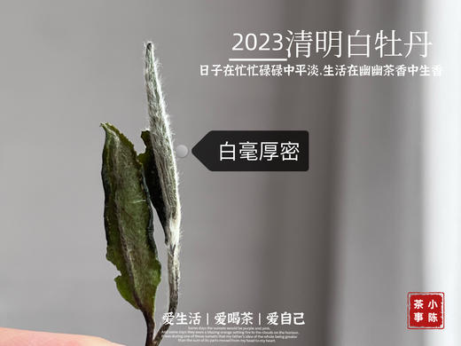 2023清明白牡丹，兰花香落水，汤水敦厚、润泽，一杯回到杏花春雨的江南 商品图5