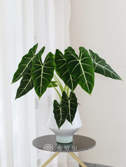 绿天鹅绒海芋 商品图0