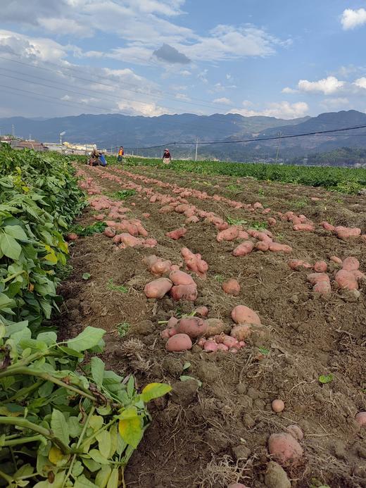 【新品】云南红皮土豆 商品图1