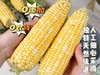 【新品】云南水果玉米普快发货 商品缩略图2