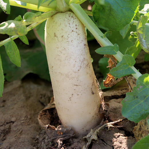 农家种植新鲜白萝卜 水份多 不发糠  新鲜蔬菜  萝卜 1.5斤 商品图2