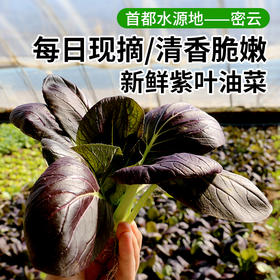 每日现摘  农家紫油菜  新鲜脆嫩  清口微甜 300g
