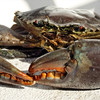 青蟹 Blue Crab 商品缩略图0