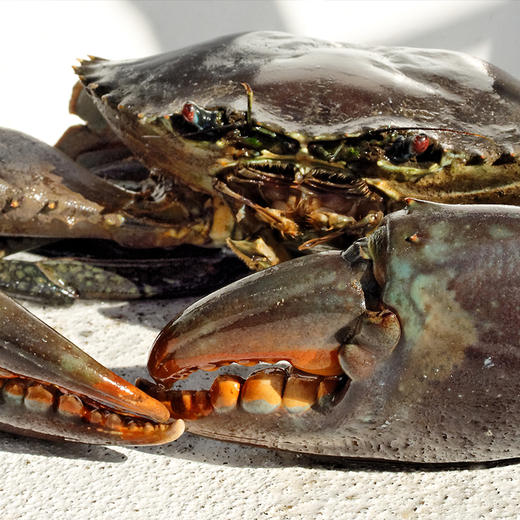 青蟹 Blue Crab 商品图0