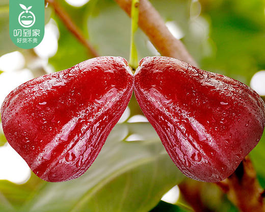 三亚黑金刚莲雾中果（约450g/份 4-5个） 商品图1