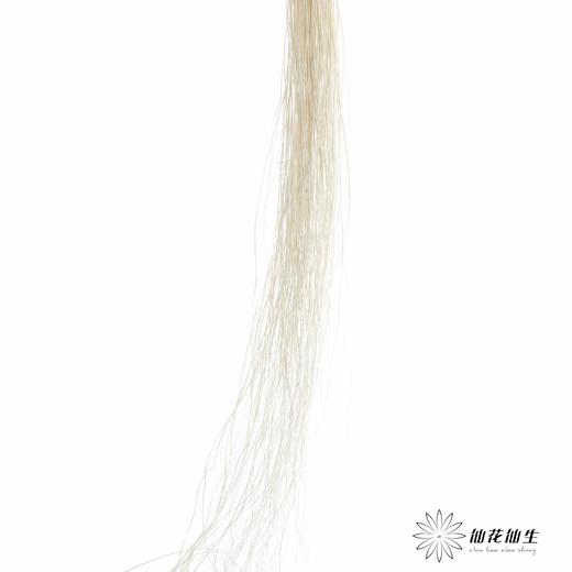 永生花材 | 龙须草白色 商品图2