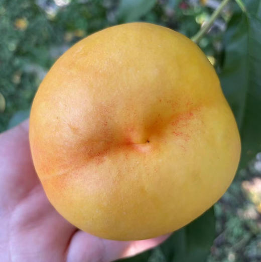 包邮到家！大连基地特供，黄金蜜芒果桃，脆软都能吃，喜欢吃软的收到放几天甜度更高！现摘现发！ 商品图0