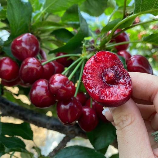 大连 美早樱桃 礼盒装 净重0.9kg 商品图2