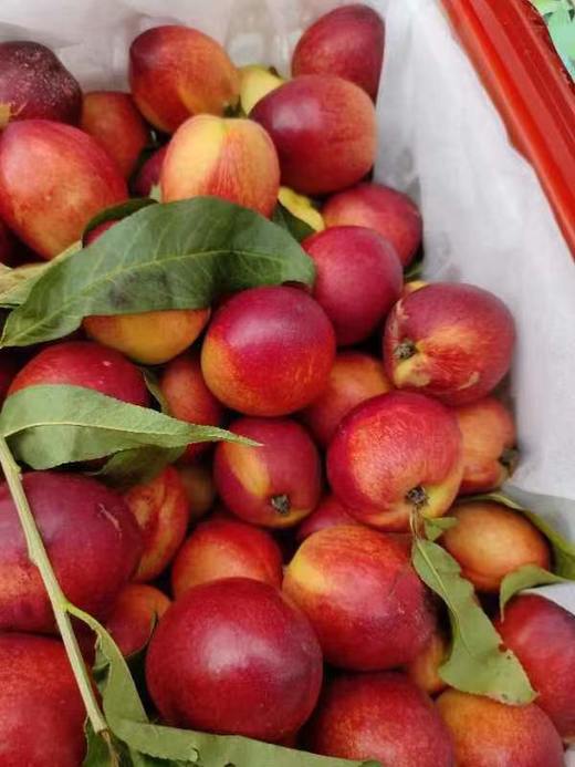 珍珠小油桃一箱（拼团） 商品图1