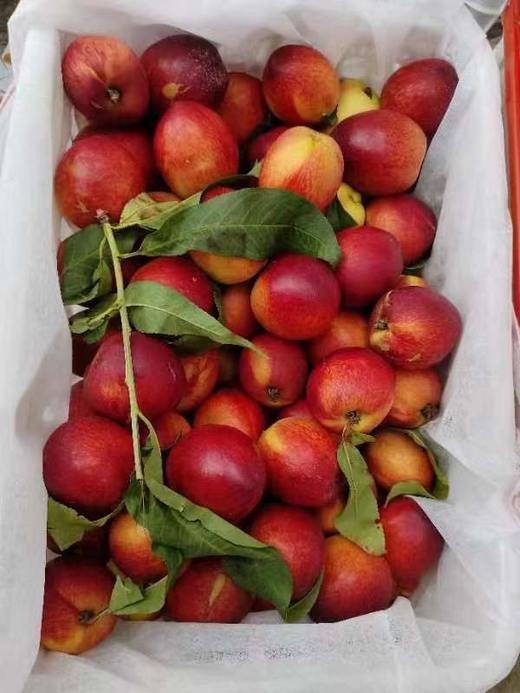 珍珠小油桃一箱（拼团） 商品图0