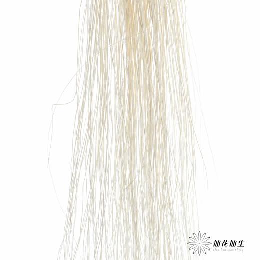 永生花材 | 龙须草白色 商品图0