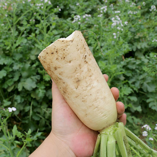 农家种植新鲜白萝卜 水份多 不发糠  新鲜蔬菜  萝卜 1.5斤 商品图4