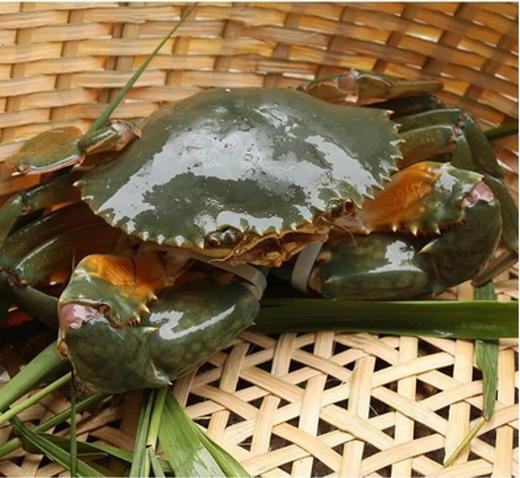 青蟹 Blue Crab 商品图1