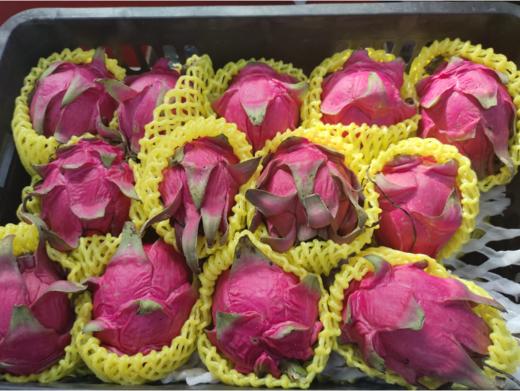 黄网包红心火龙果3个（拼团） 商品图0