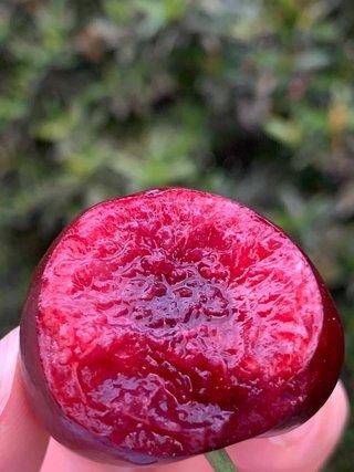 【顺丰冷链空运】【烟台·红灯樱桃】头茬酸甜红灯樱桃 精选大果樱桃 头茬尝鲜 商品图2