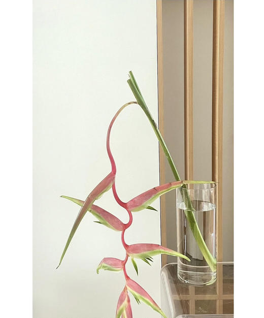 【潇洒】粉吊鸟 （蝎尾蕉  ）单枝 商品图2