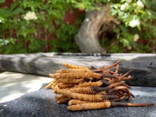 鲜虫草 商品图0