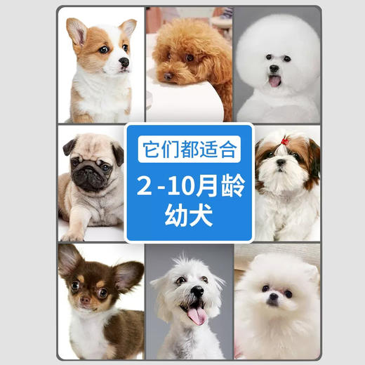 伯纳天纯狗粮小型犬成犬粮贵宾比熊泰迪通用粮1.5kg 商品图2