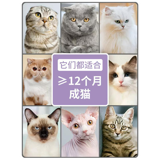 伯纳天纯猫粮无谷成猫粮英短美短蓝猫室内猫咪成猫猫粮3斤 商品图2