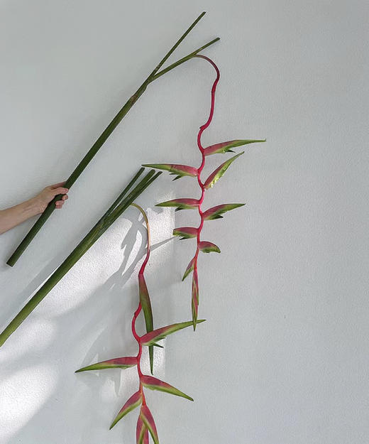 【潇洒】粉吊鸟 （蝎尾蕉  ）单枝 商品图5