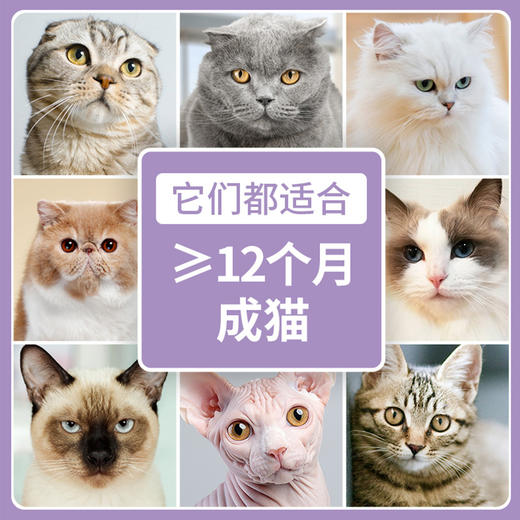 伯纳天纯猫粮无谷成猫粮10kg英短美短蓝猫室内猫咪成猫粮 商品图2